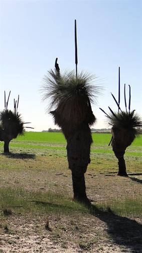 Grass Tress (Black Boys), Youndegin, WA.